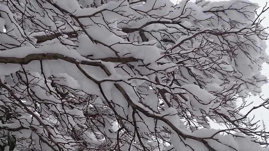 winter, snow, tree, white, fluff, beautiful, www, winter dream HD wallpaper