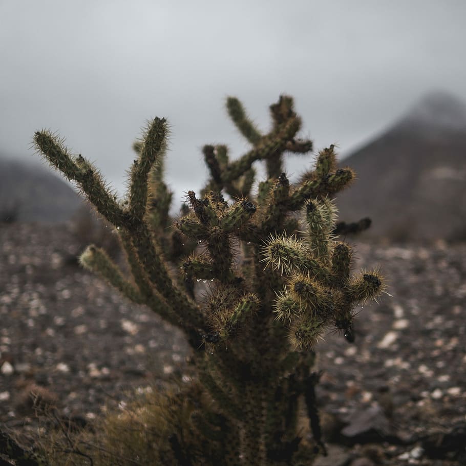 cactus plant, selective focus photography of green cactus, cacti HD wallpaper