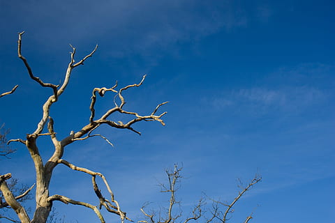 Tree, Branch, Dead, Dry, Plant, blue, flora, bare tree, nature HD wallpaper