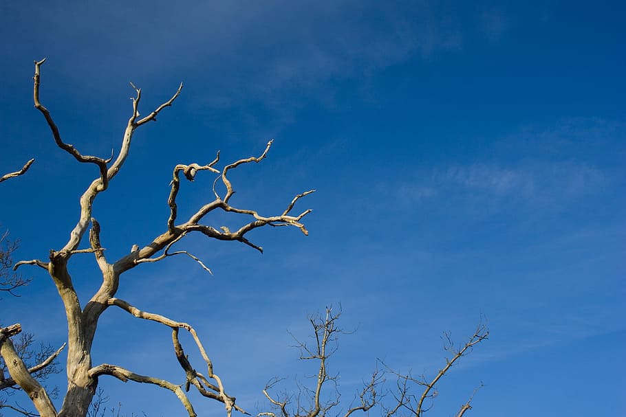 Tree, Branch, Dead, Dry, Plant, blue, flora, bare tree, nature HD wallpaper