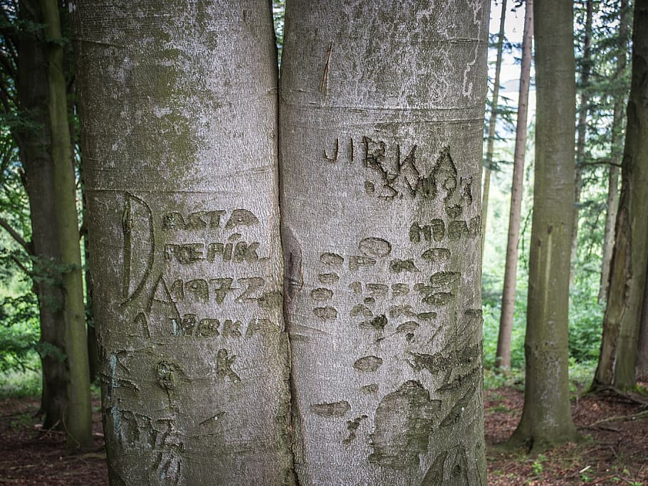 forest, tribes, trunk, bark, tree bark, tree trunk, text, plant HD wallpaper