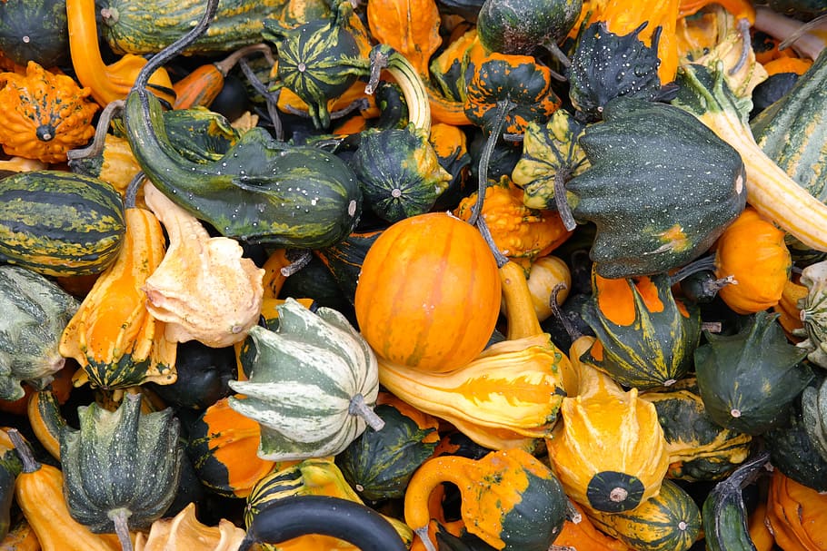 assorted vegetables, pumpkins, decorative squashes, green, autumn HD wallpaper