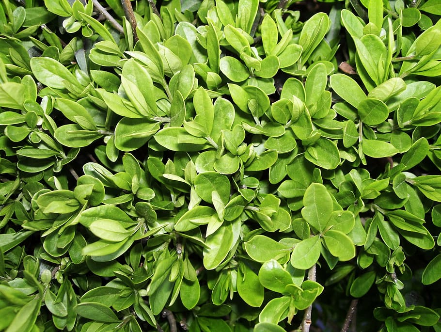 hedge, foliage, bush, tree, nature, green, park, plant, plants HD wallpaper