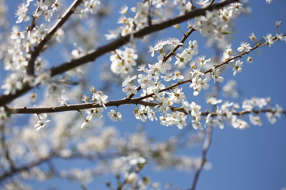 flowers, casey, white, spring, fruit tree, corcodus, sky, fragility HD wallpaper