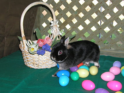 Easter, Bunny, Eggs, Spring, Colors, black, flowers, basket HD wallpaper