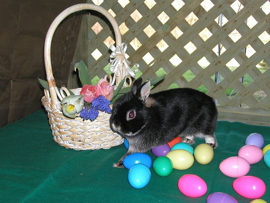 Easter, Bunny, Eggs, Spring, Colors, black, flowers, basket HD wallpaper
