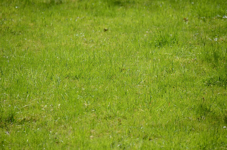 grass, meadow, grasses, green, nature, garden, green color HD wallpaper