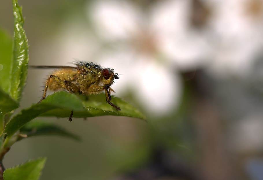 insecta, wet, leaf, macro, drops, animal themes, animal wildlife HD wallpaper