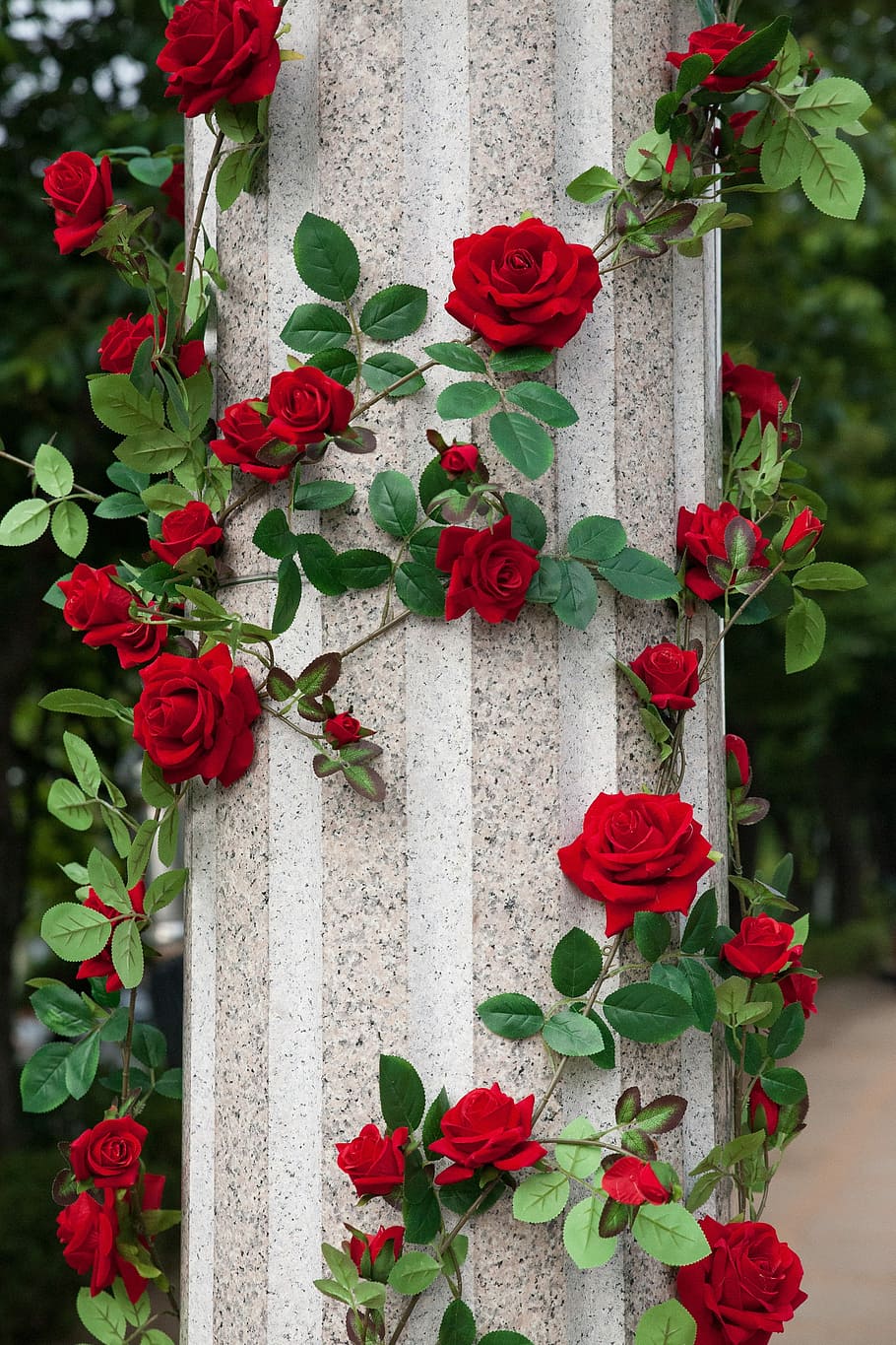red roses around white concrete pillar, flowers, rose garden, HD wallpaper