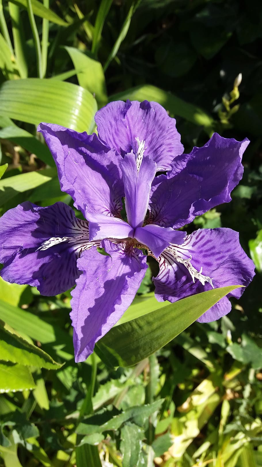 Iris, Solid, summer, flower, purple, nature, beauty in nature HD wallpaper