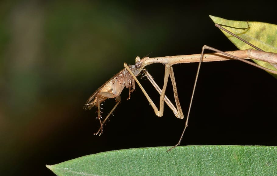 stick insect, walking stick, bug, insectoid, thin, skinny, camouflage HD wallpaper