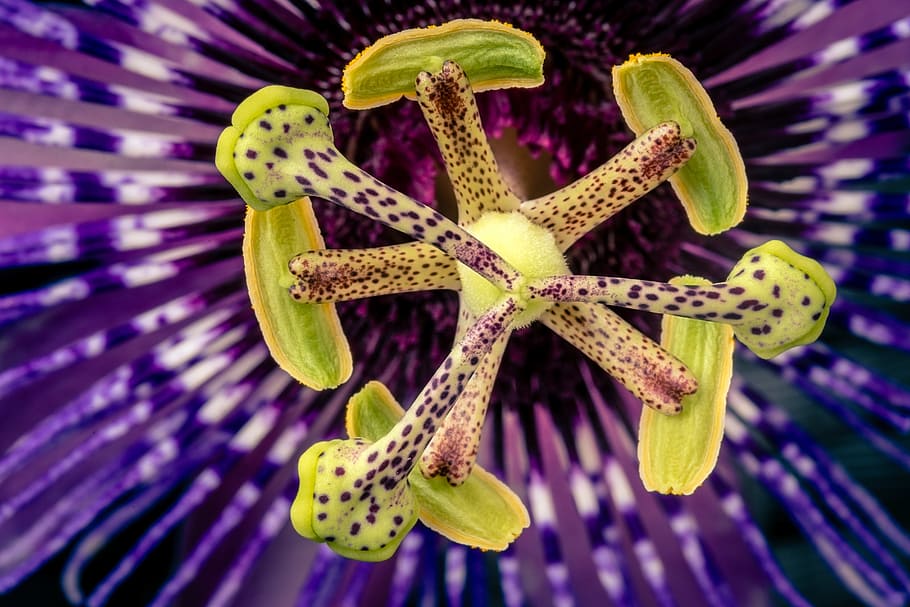 Passion Flower, Flower, Flower, Plant, Exotic, close, climber, HD wallpaper
