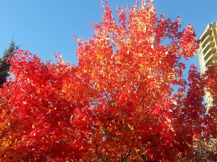 maple leafe, nature, colour, autumn, sky, low angle view, tree HD wallpaper