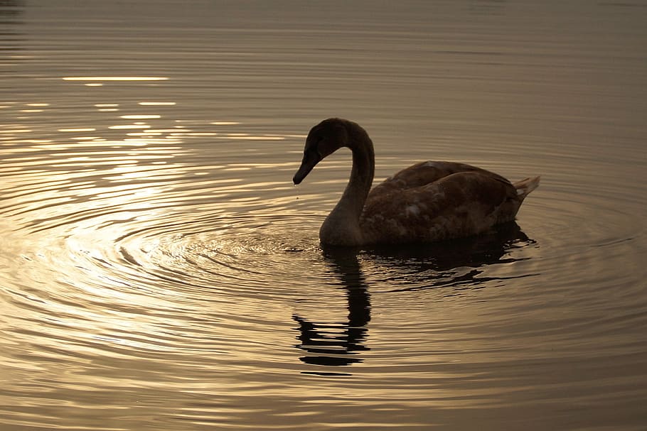 Swan, Cub, Sunset, Romance, young, reflection, reflection on water HD wallpaper