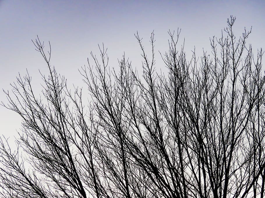 Branches in Sunset, Nature, Sky, Trees, Watching the Sunset, bare Tree HD wallpaper