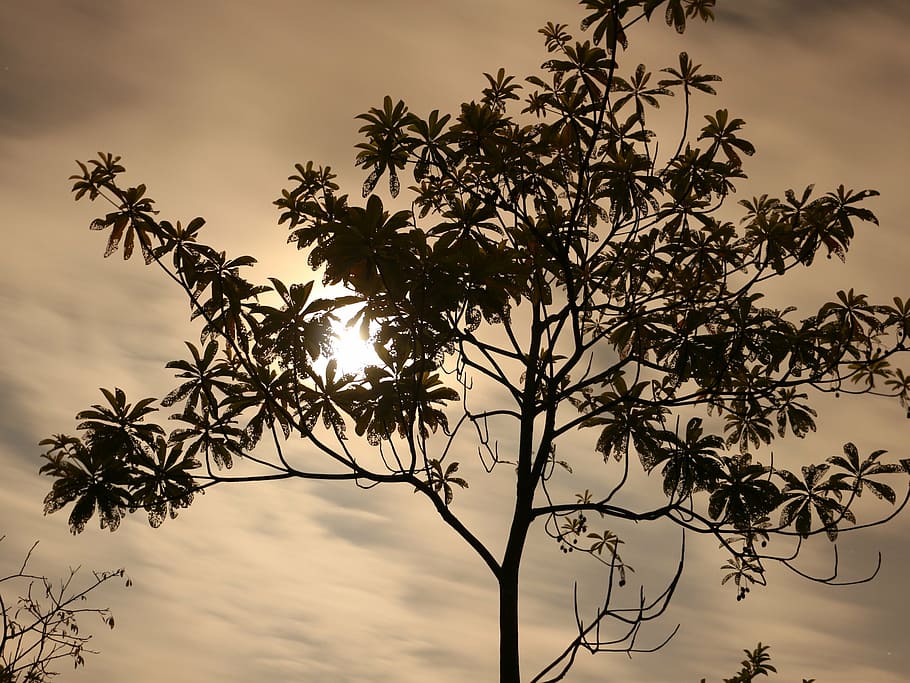 the dark night, moon, trees, beautiful, quiet, plant, sky, beauty in nature HD wallpaper