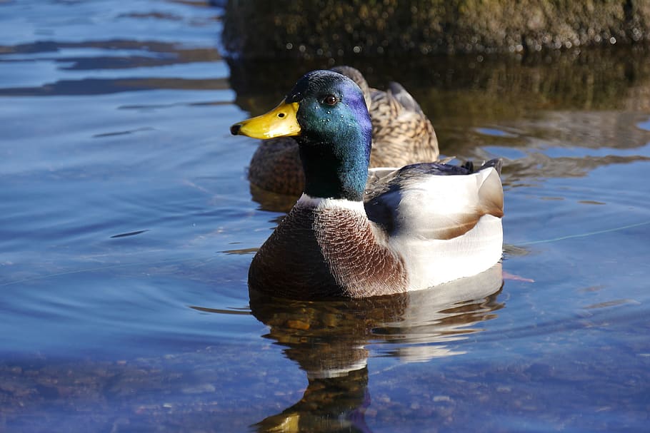duck, tegernsee, animals, water, animal themes, animal wildlife HD wallpaper