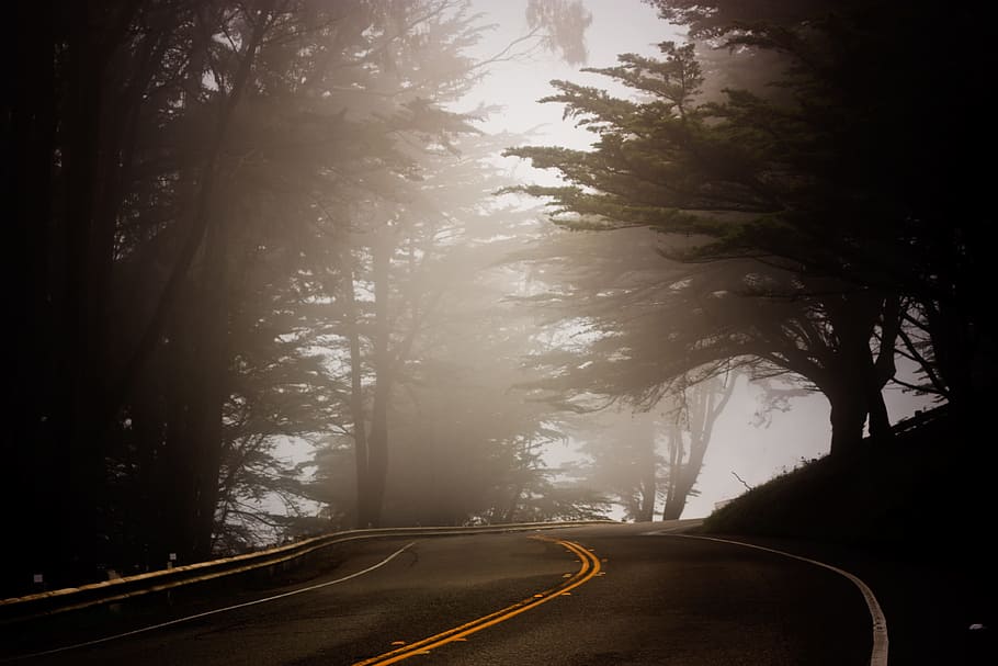 photo of foggy road during daytime, tree, coast, landscape, driving