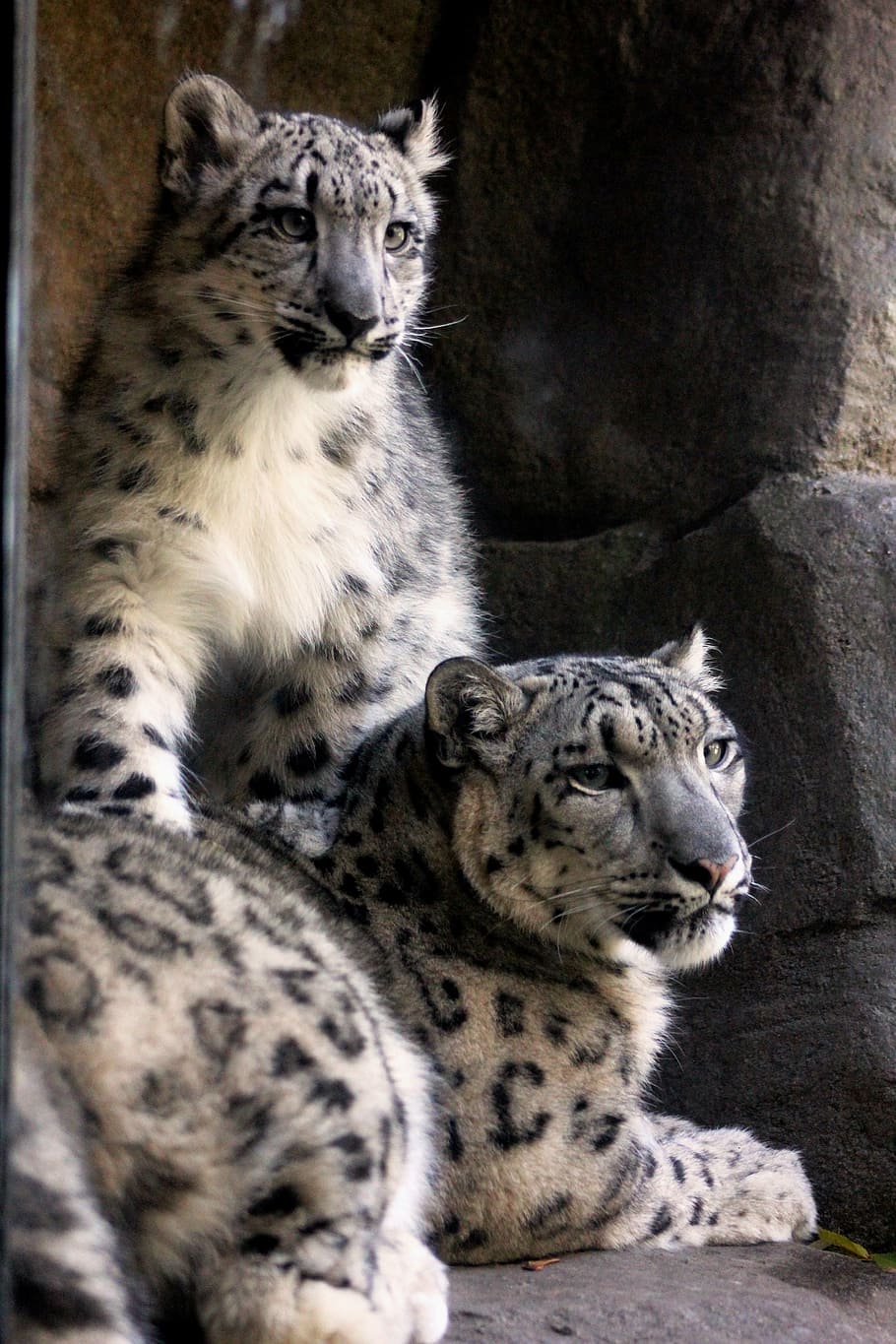 Hd Wallpaper Cheetah Standing Beside Another Cheetah In Front Of Black Rock Wallpaper Flare