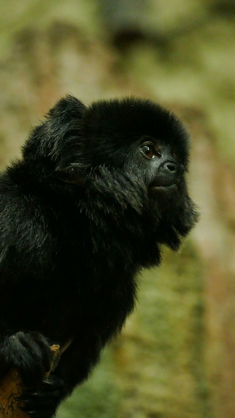 animal, cute, monkey, outdoors, primate, wildlife, mammal, nature HD wallpaper