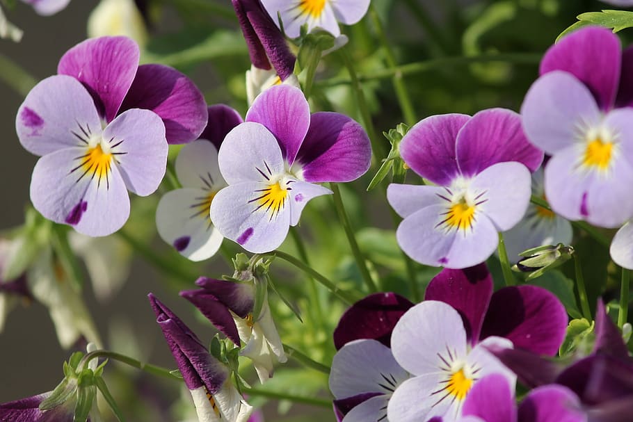 selective focus photography of purple orchids, pansy, 400–500, HD wallpaper