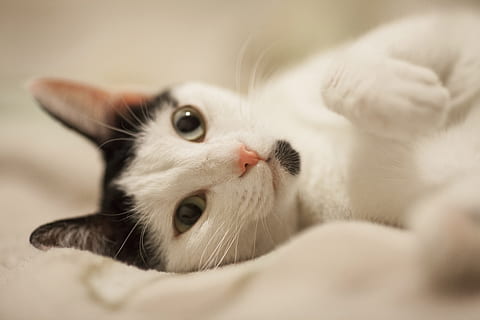 photo of gray and white cat lying on cloth, overview, cute HD wallpaper