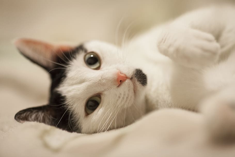 photo of gray and white cat lying on cloth, overview, cute HD wallpaper