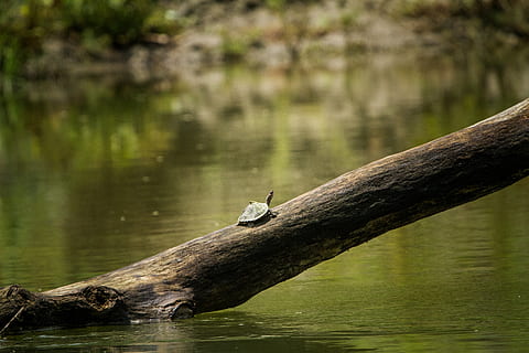 assam, turtle, roofed, india, water, natural, indian, animal wildlife HD wallpaper
