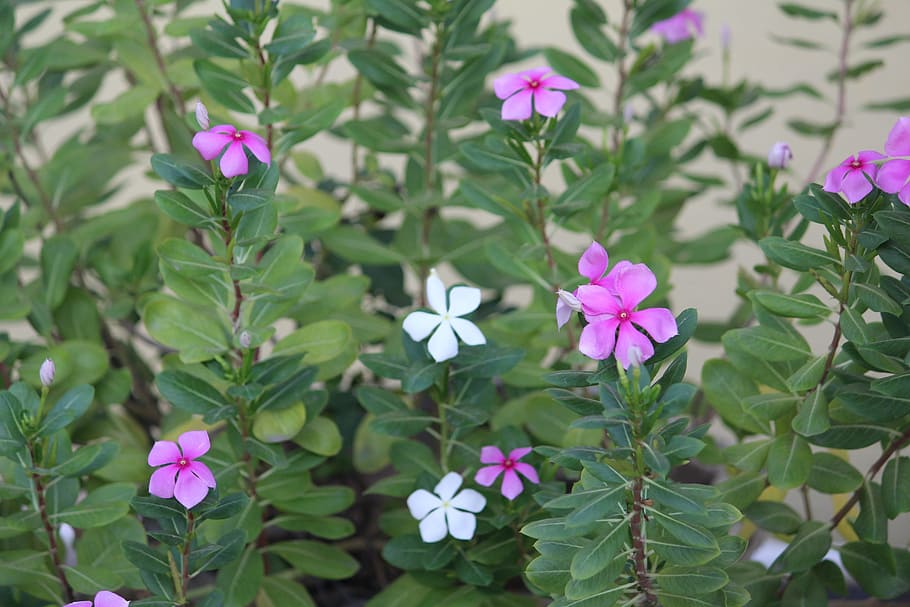periwinkle, flower, green, white, plant, plant part, leaf, beauty in nature HD wallpaper