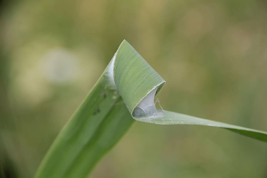 reed, insect, cocoon, online, plant, green, summer, sweden HD wallpaper