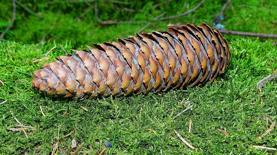 pinecone, forest, wood, foam, plant, grass, green color, nature HD wallpaper