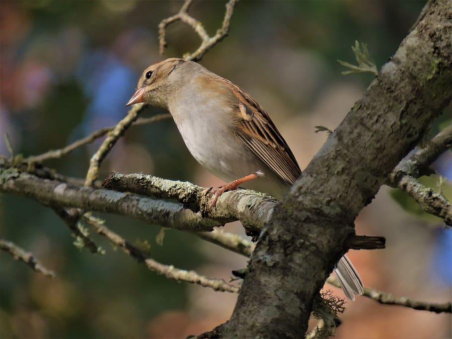 bird, wildlife, tree, animal themes, one animal, animal wildlife HD wallpaper