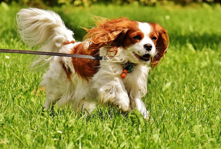 selective focus photography of adult orange and white Cavalier King Charles spaniel with leash running on green grass field during daytime