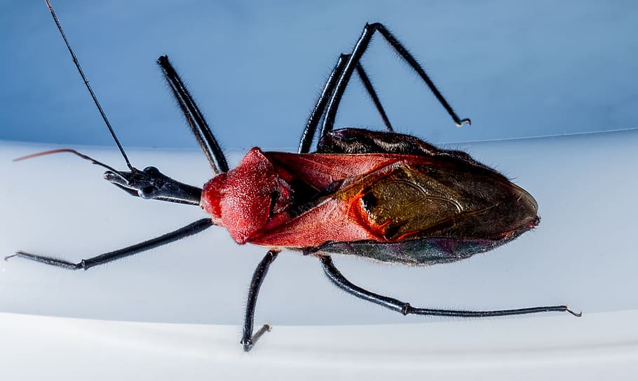 Beetle, Insect, Arachnid, Exotic, Close, black, red head, water HD wallpaper