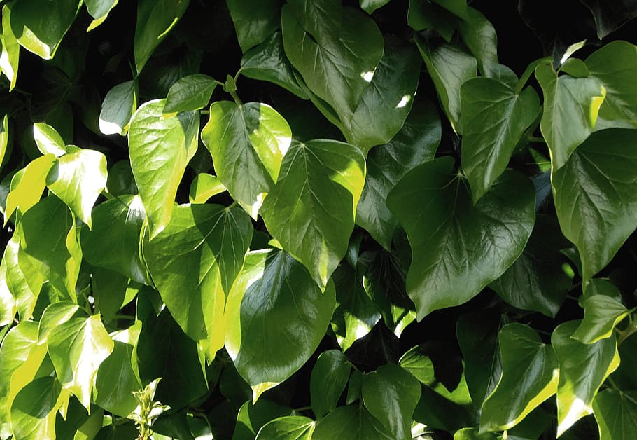 Leaves, Light, Sun, Green, Closed, nature, plant, botany, garden HD wallpaper