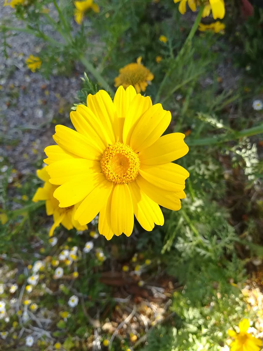 margarita, spring, yellow, flowering plant, freshness, petal HD wallpaper