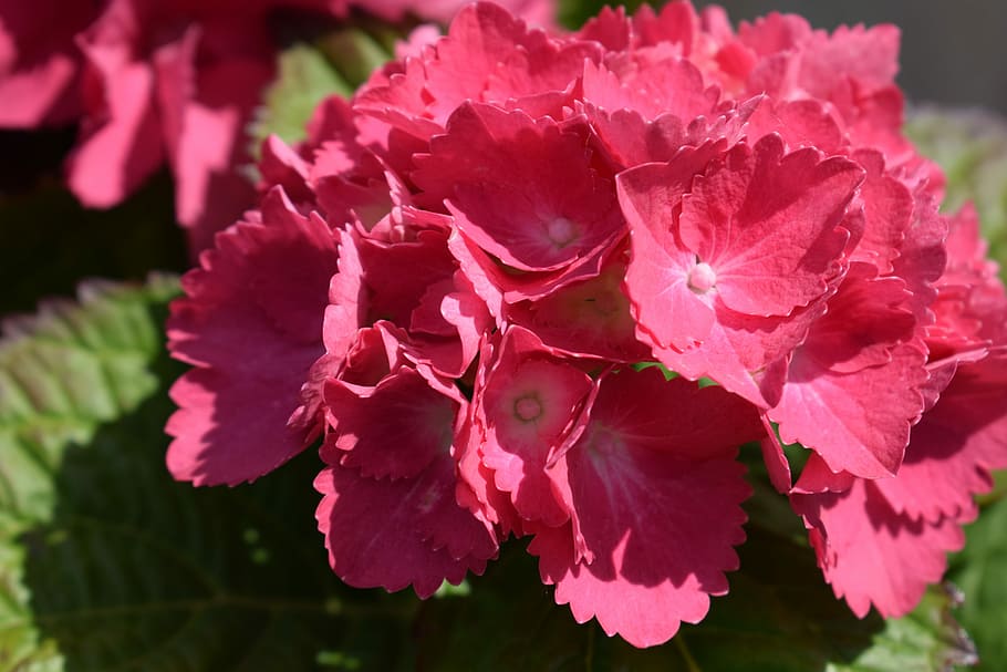 Hydrangeas, Flowers, Spring, Garden, beauty in nature, fragility HD wallpaper