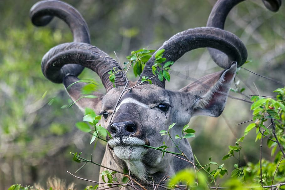 kudu, buck, kruger, reserve, horned, animal, mammal, nature, HD wallpaper