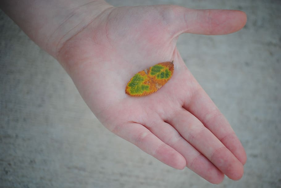 Leaf, Hand, Nature, Green, Plant, natural, boy, outdoor, child HD wallpaper