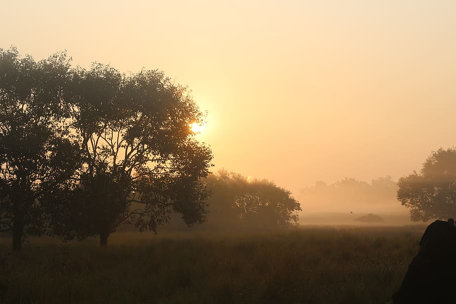 dawn, tree, landscape, sunset, fog, sky, plant, tranquility HD wallpaper