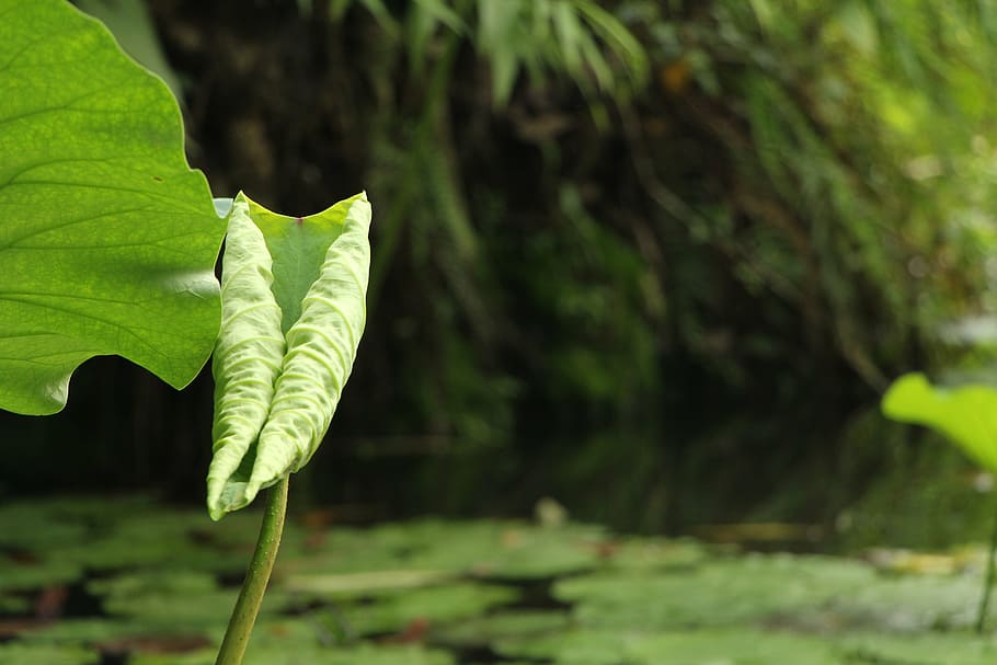 lotus leaf, pond, green, plant part, green color, nature, close-up HD wallpaper