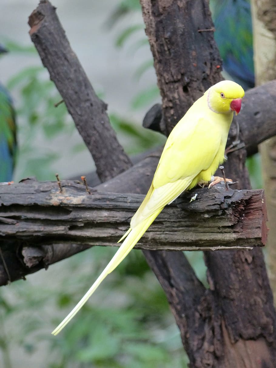 parakeet, yellow, birds, parrot, animal, nature, beak, wildlife HD wallpaper