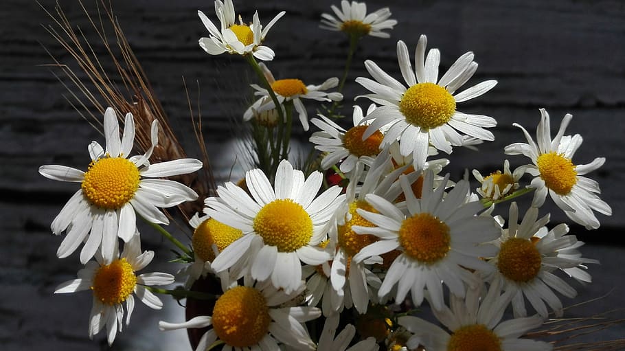 Chamomile, Flowers, Summer, petal, fragility, flower head, plant HD wallpaper