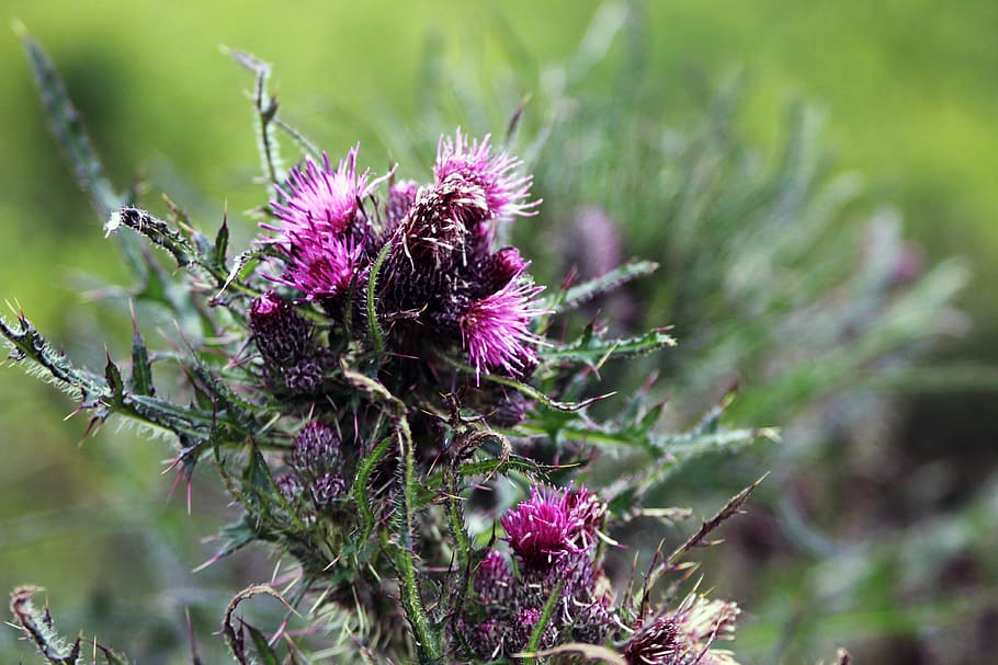 Purple and Green Flowers Under Bright Sky, blooming, closeup HD wallpaper