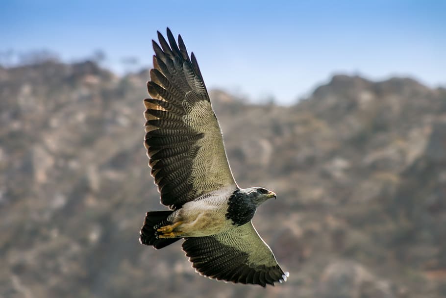white and brown flying bird on the sky, argentina, ave, nature HD wallpaper
