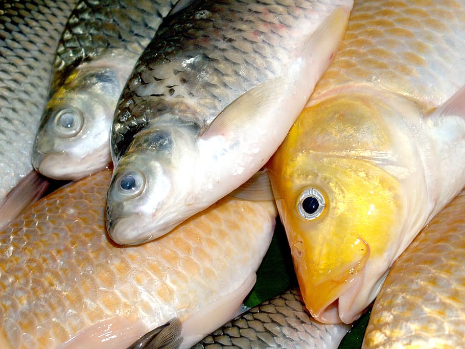 fish, carp, meal, river, pike, masking, carpio, cypriniformes HD wallpaper