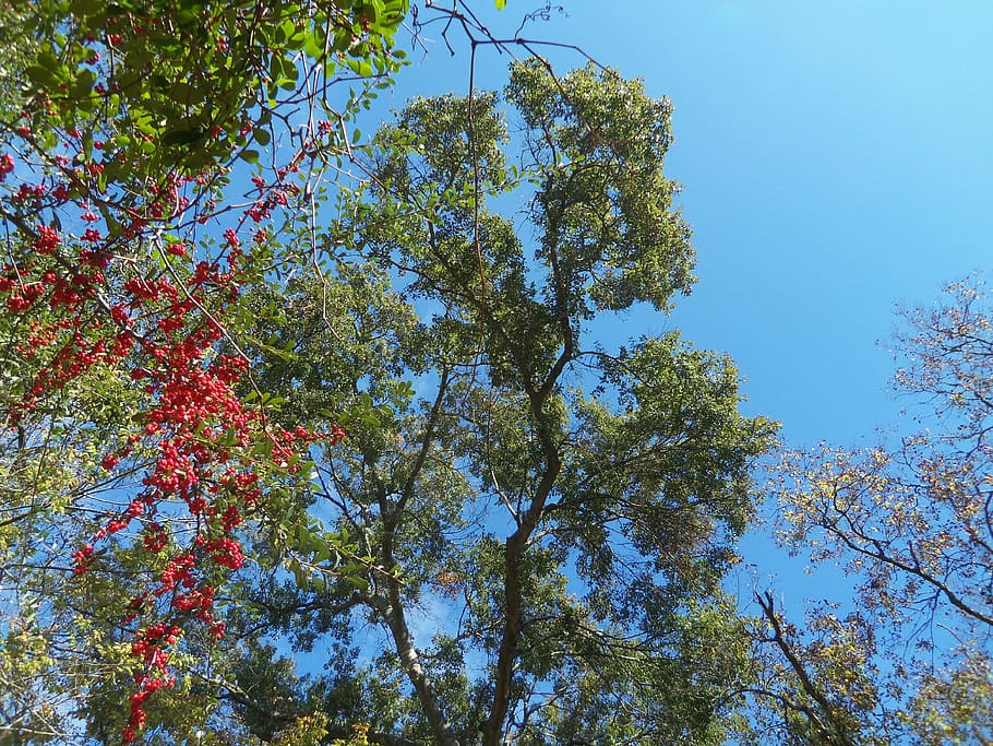 sky, fall, autumn, nature, fall trees, view, park, scenery HD wallpaper