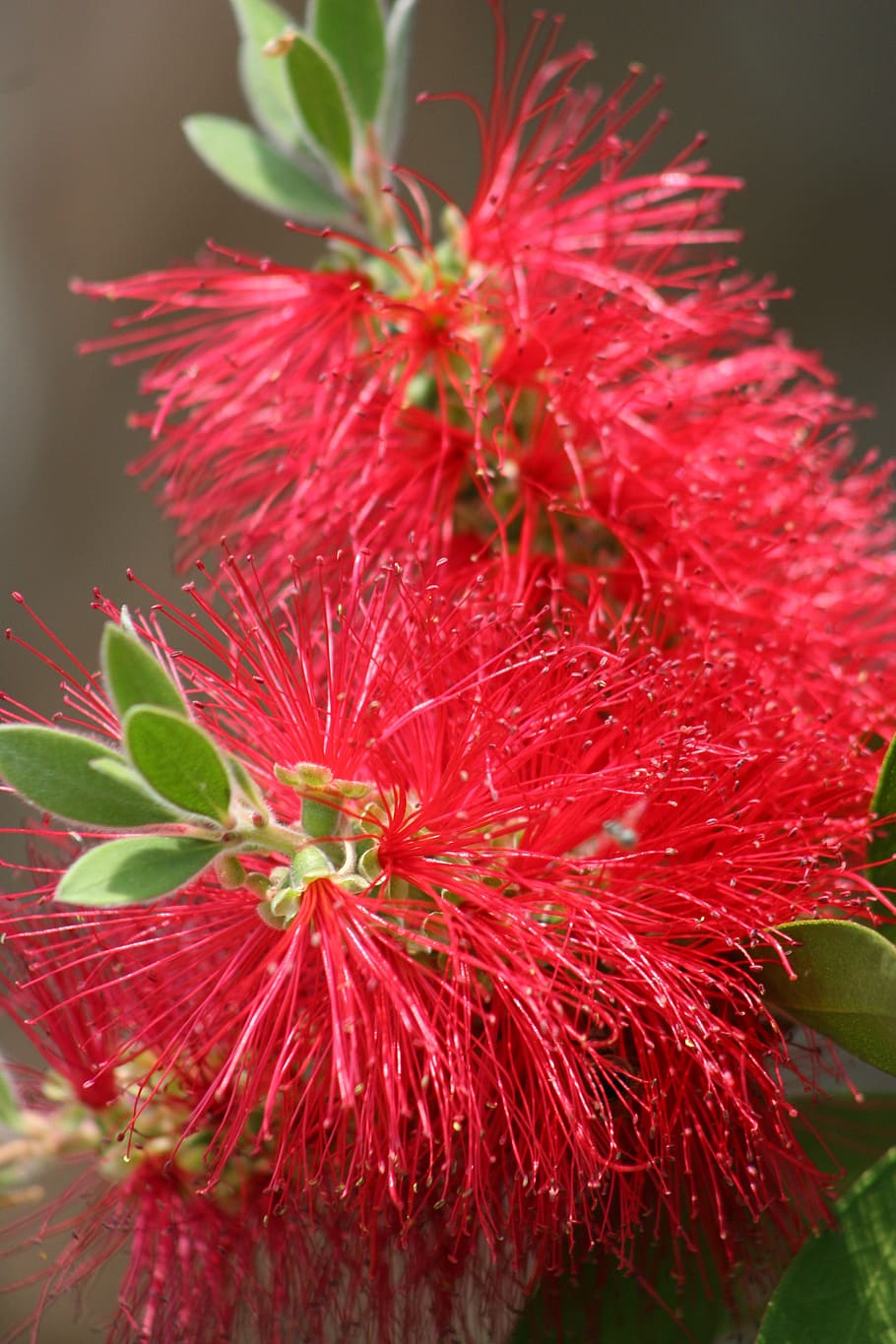 bottle brush, plant, bloom, red, freshness, vulnerability, fragility HD wallpaper