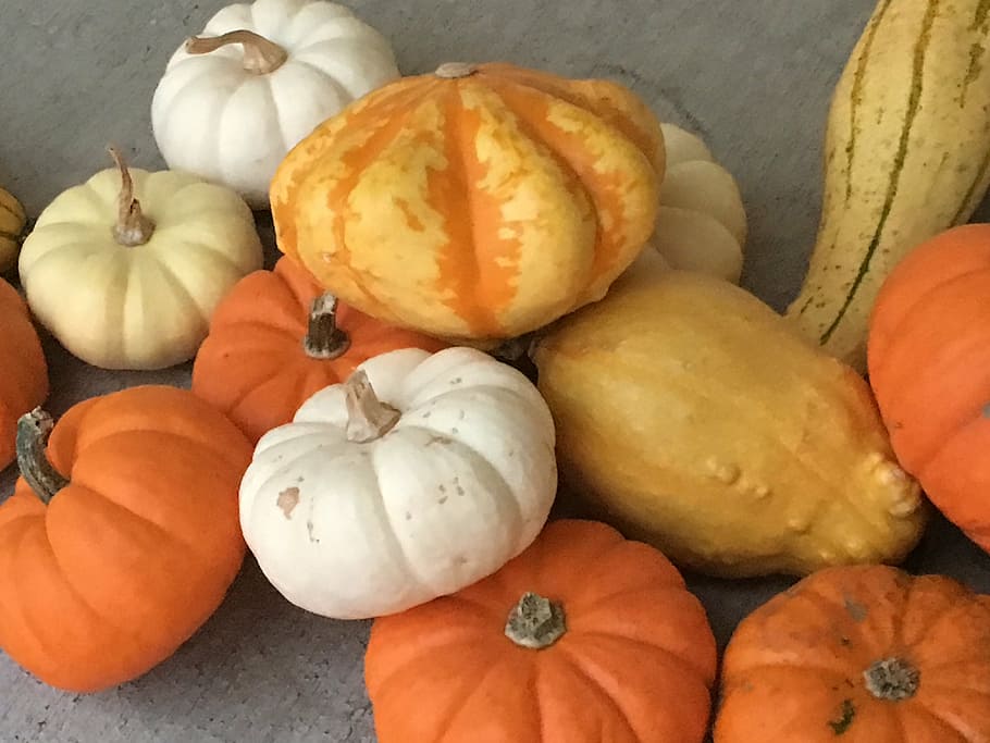 fall, harvest, decoration, food and drink, healthy eating, freshness HD wallpaper