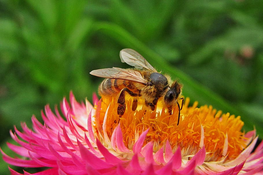bee, bees, pollen, flower, bug, golden, pollination, natural HD wallpaper